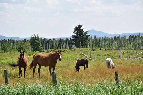Paarden in een weiland in de zomer