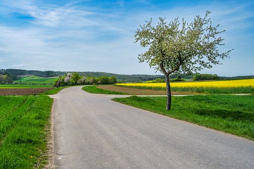 Landschap in de lente met een bloeiende boom
