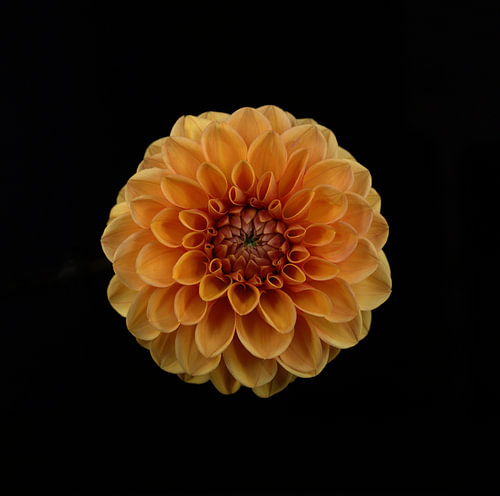 Fleurs