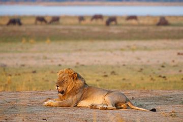 Leeuw, Mana Pools National Park, Zimbabwe van Marco Kost