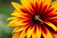 warm summer blooming Rudbeckia in July