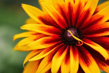 warme zomerbloeiende Rudbeckia in juli van stewic_