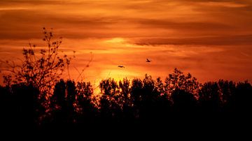 Sunset with geese