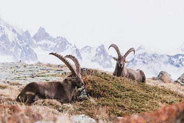 Mountain landscape with two alpine ibex and views of high snow-capped peaks by Merlijn Arina Photography