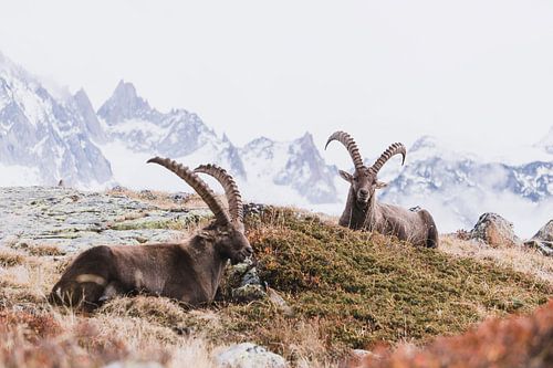 Mountain landscape with two alpine ibex and views of high snow-capped peaks