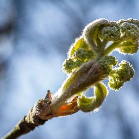  leaf bud by Ron van Ewijk