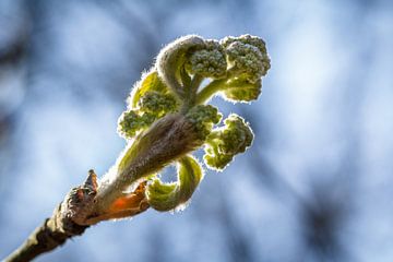  leaf bud