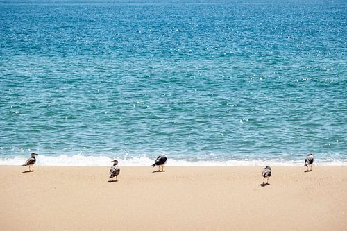 Vogels op het Portugese strand