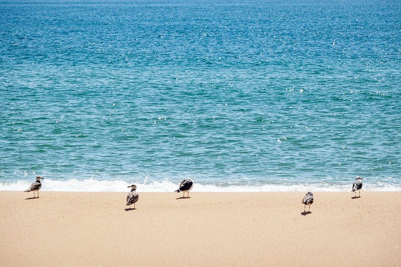Vogels op het Portugese strand van Evelien Oerlemans