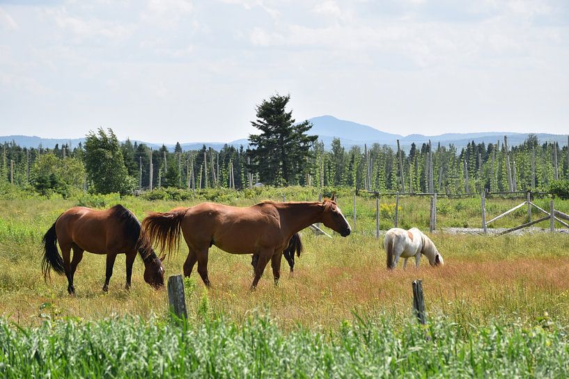 Horses on a farm by Claude Laprise