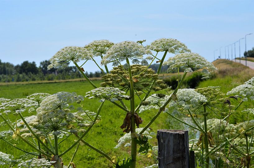 Heracleum sphondylium (Bärenklau) 90-150 cm hoch von Gerrit Pluister
