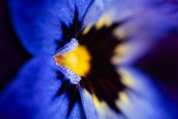 Een blauw - geel viooltje van Marjolijn van den Berg