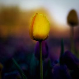 Tulp by Jenco van Zalk