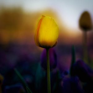 Tulp