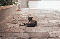 Kat in Corfu-Stad | Reisfotografie | Griekenland, Europa