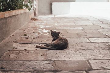 Kat in Corfu-Stad | Reisfotografie | Griekenland, Europa van Sanne Dost