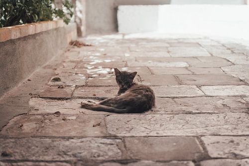 Kat in Corfu-Stad | Reisfotografie | Griekenland, Europa