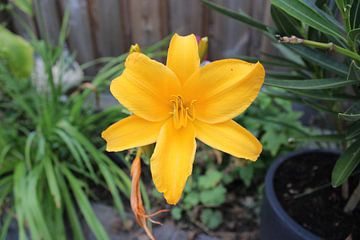 Gele eenzame bloem van Cynthia Busch