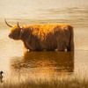 Badderende  Schotse Hooglander van Arie Flokstra Natuurfotografie
