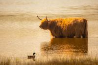 Badderende  Schotse Hooglander