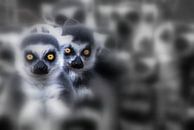 Ringschwanzlemur von Marcel Pietersen Miniaturansicht