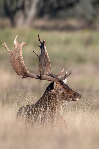The tired fallow deer