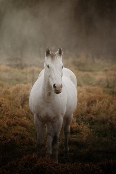 horse by Christa van Gend