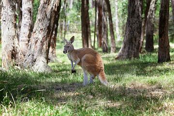 Een westelijke grijze kangoeroe met joey die uit de buidel kijkt, Macropus fuliginosus