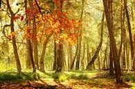 Stimmungsvolle Szene im Wald an einem sonnigen Tag im Herbst. von LHJB Photography Miniaturansicht