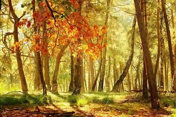 Atmospheric scene in the forest on a sunny day in autumn.