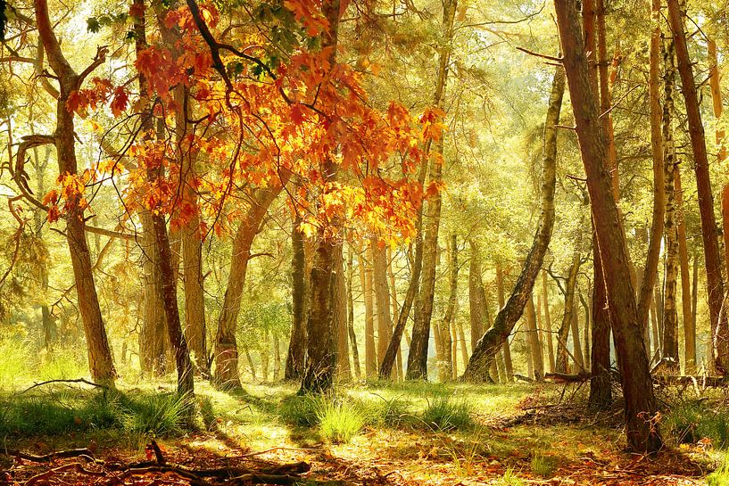 Stimmungsvolle Szene im Wald an einem sonnigen Tag im Herbst. von LHJB Photography