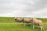 Drei neugierige Schafe am Fuße eines Deiches von Ruud Morijn Miniaturansicht