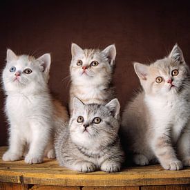 Five very cute British Shorthair kittens looking around by Jan de Wild