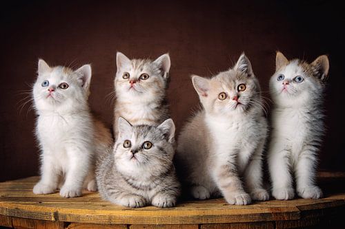 Fünf sehr süße Britisch Kurzhaar-Kätzchen schauen sich um