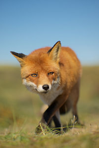 Fuchs