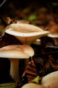 Mushroom duo by Marvin Van Haasen