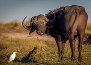 Afrikanischer Büffel von Ed Dorrestein Miniaturansicht