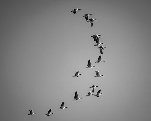Fliegende Gänse von D’ Emmelie
