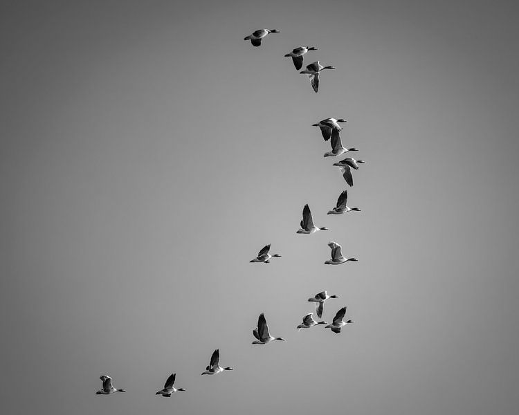 Flying geese by D’ Emmelie
