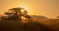 Sunrise over the savannah von Claudia van Zanten Miniaturansicht