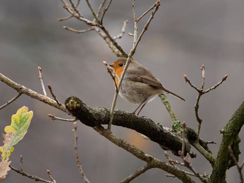 Roodborst in de winter