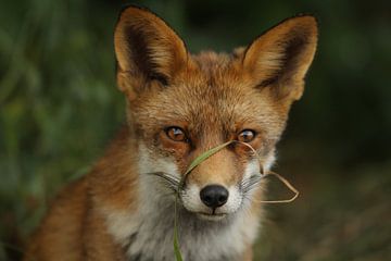 Vos / fox sur Jan Katsman