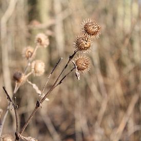 Thistles in winter in Flushing by Mireille Zoet