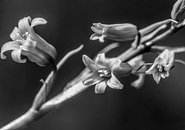 Wilde hyacint zwart witte bloemen decoratie
