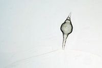 Radiolari ray animal