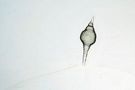 Radiolari ray animal by appie bonis