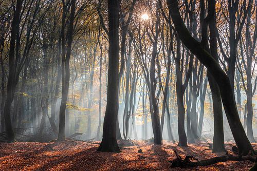Sunrays in het Speulderbos