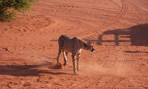 Namibischer Gepard bei der Jagd in der Kalahari-Wüste