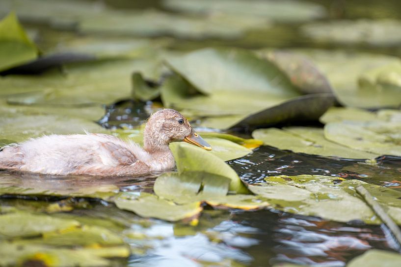 Duckling in a pond surrounded by water lilies by Bas Leroy