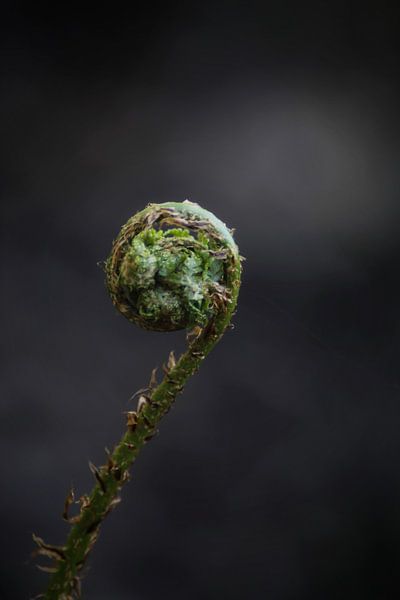 Hidden beauty by Sonja Onstenk